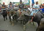 carabao 14