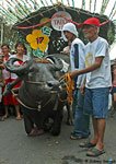 carabao 19