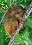 Tarsier 1