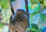 Tarsier 10