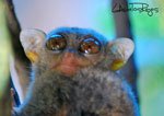 Tarsier 11