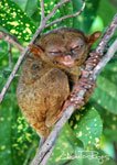 Tarsier 2