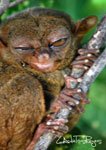 Tarsier 3