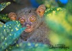 Tarsier 4