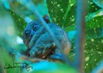 Tarsier 5