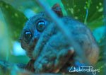 Tarsier 6