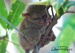 Tarsier 8