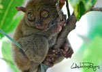 Tarsier 9
