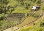 Banaue Rice Terraces