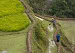 Banaue Rice Terraces