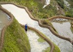 Banaue Rice Terraces