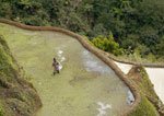 Banaue Rice Terraces