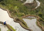 Banaue Rice Terraces