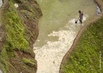 Banaue Rice Terraces