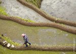 Banaue Rice Terraces