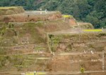 Banaue Rice Terraces