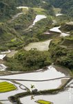 Banaue Rice Terraces
