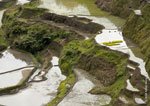 Banaue Rice Terraces