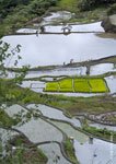 Banaue Rice Terraces