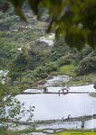 Banaue Rice Terraces