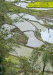 Banaue Rice Terraces