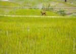 Bangaan Rice Terraces
