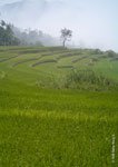 Kiangan Rice Terraces