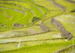 Kiangan Rice Terraces