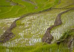 Kiangan Rice Terraces