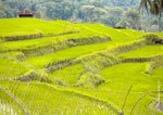Kiangan Rice Terraces