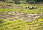 Kiangan Rice Terraces