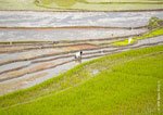 Kiangan Rice Terraces