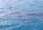 Butanding (Whale Shark)